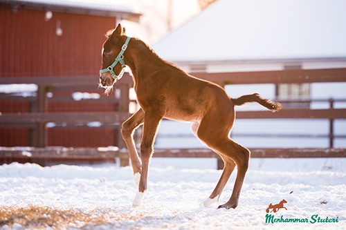 *Hingst född 2021 u. On Her Toes